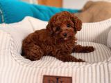 Red Red Red Mınıpoodle İstanbul
