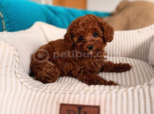 Red Red Red Mınıpoodle İstanbul görsel