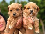 Teacup Kore Maltipoo Bebeklerimiz