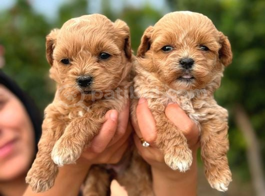 Teacup Kore Maltipoo Bebeklerimiz görsel