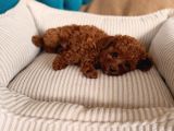 Red Red Red Mınıpoodle İstanbul