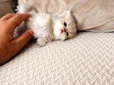 Tam Irk A Kali̇te Top Kafa Yavrularimiz