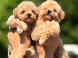 Maltipoo Bebeklerimiz Yeni Ailesine Hazır