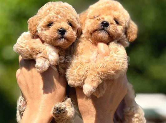 Maltipoo Bebeklerimiz Yeni Ailesine Hazır görsel