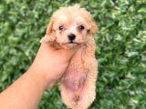 Teacup Maltipoo Yavrular Sıfır Boy