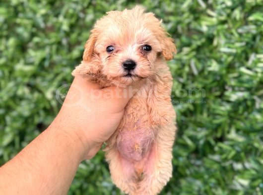 Teacup Maltipoo Yavrular Sıfır Boy görsel
