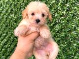 Teacup Maltipoo Yavrular Sıfır Boy
