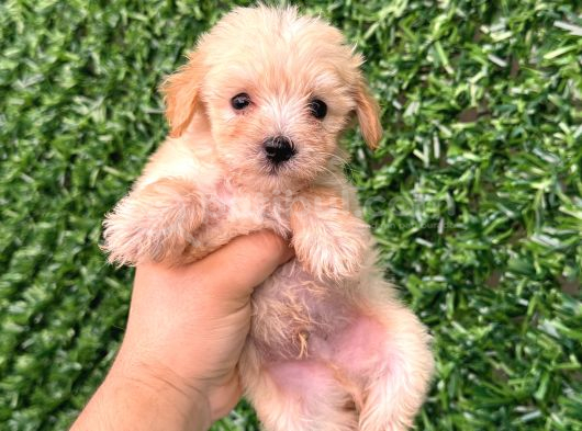 Teacup Maltipoo Yavrular Sıfır Boy görsel