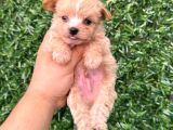 Teacup Maltipoo Yavrular Sıfır Boy