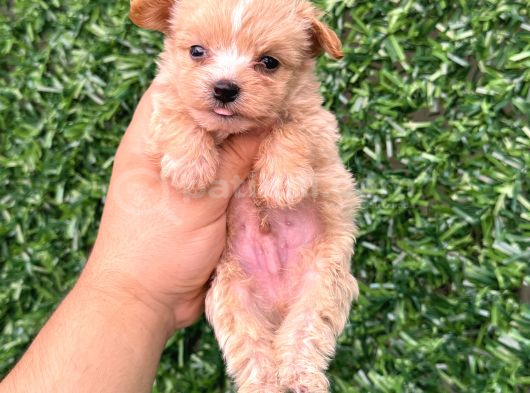 Teacup Maltipoo Yavrular Sıfır Boy görsel