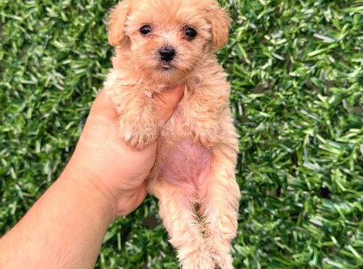 Teacup Maltipoo Yavrular Sıfır Boy görsel
