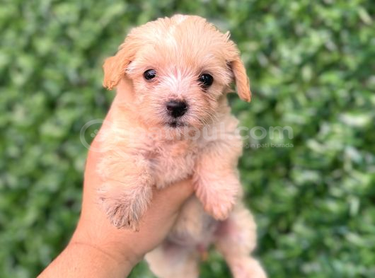 Teacup Maltipoo Yavrular Sıfır Boy