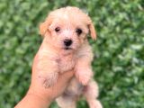 Teacup Maltipoo Yavrular Sıfır Boy