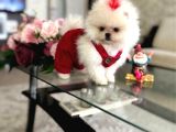 Teacup Ayiciklar Pomerani̇an Boo