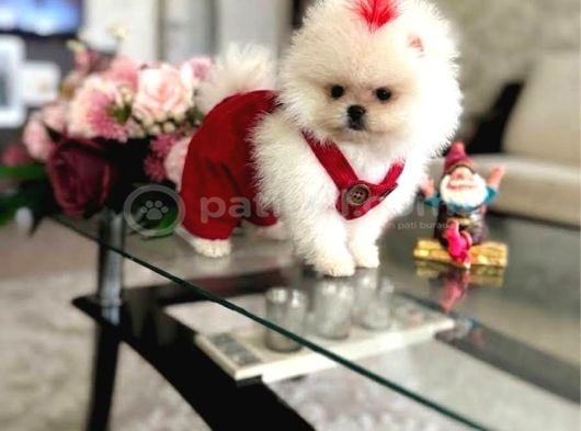 Teacup Ayiciklar Pomerani̇an Boo görsel