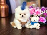 Teacup Ayiciklar Pomerani̇an Boo