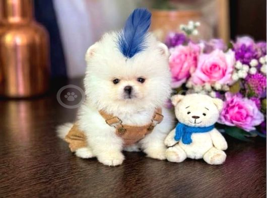 Teacup Ayiciklar Pomerani̇an Boo görsel