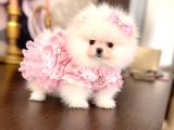 Teacup Ayiciklar Pomerani̇an Boo
