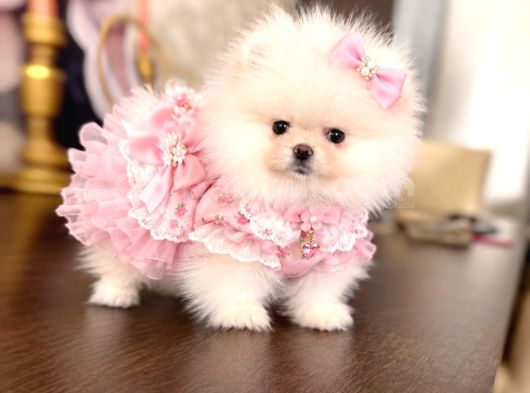 Teacup Ayiciklar Pomerani̇an Boo görsel