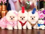 Teacup Ayiciklar Pomerani̇an Boo