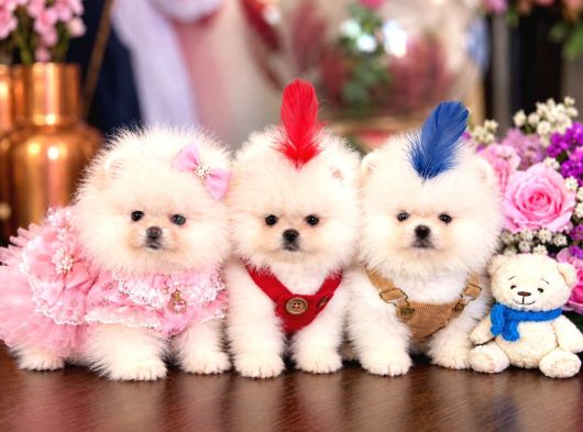 TEACUP AYICIKLAR POMERANİAN BOO