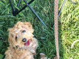 12 Aylık Dişi Maltipoo