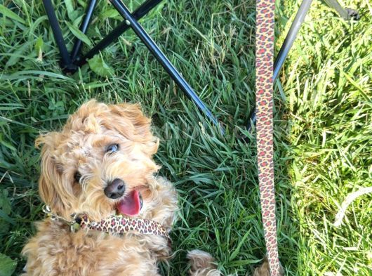 12 Aylık Dişi Maltipoo görsel