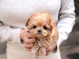 Tr De Tek Orjinal Maltipoo Yavrular