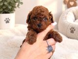 TOY POODLE YAVRULARI  DİŞİ ERKEK