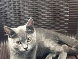 Acil Yuva Aranıyor