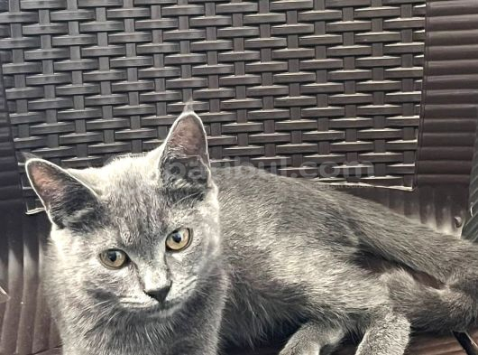 Acil Yuva Aranıyor
