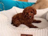 Red Red Red Mınıpoodle İstanbul