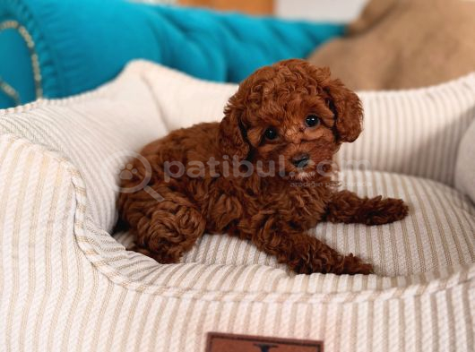 Red Red Red Mınıpoodle İstanbul görsel