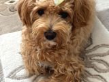 12 Aylık Dişi Maltipoo