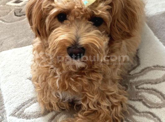 12 Aylık Dişi Maltipoo
