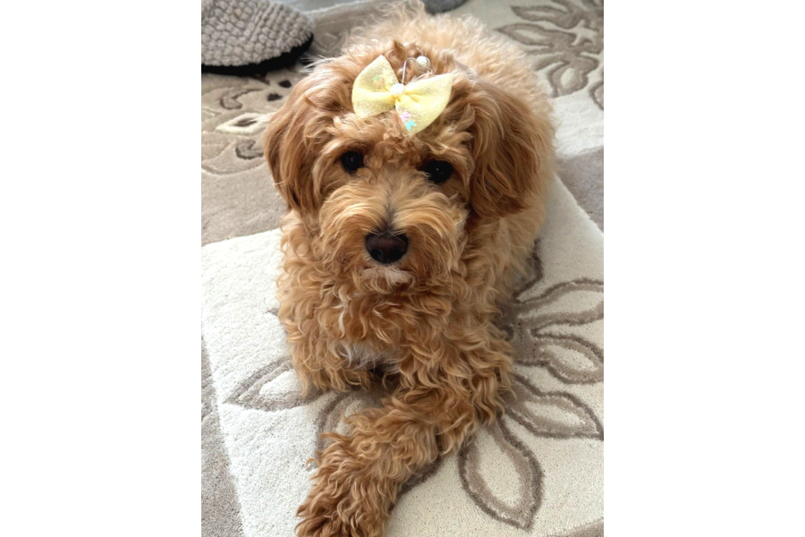 12 Aylık Dişi Maltipoo