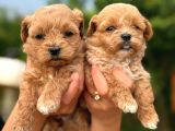 Teacup Kore Maltipoo Bebeklerimiz