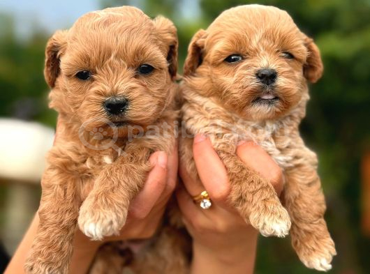 Teacup Kore Maltipoo Bebeklerimiz