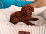 Red Red Red Mınıpoodle İstanbul