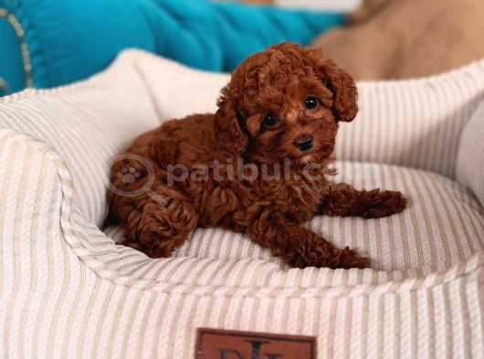 Red Red Red Mınıpoodle İstanbul