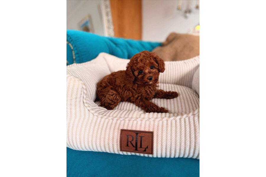 Red Red Red Mınıpoodle İstanbul