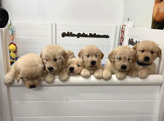 Golden Retri̇ver Uygun Puanli İstanbul görsel