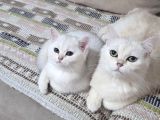 3 aylık british shorthair dişi yavrularım