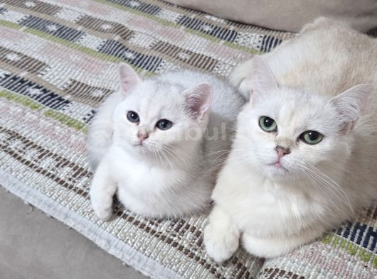 3 Aylık British Shorthair Dişi Yavrularım