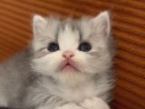 British Longhair Kedi Yavruları
