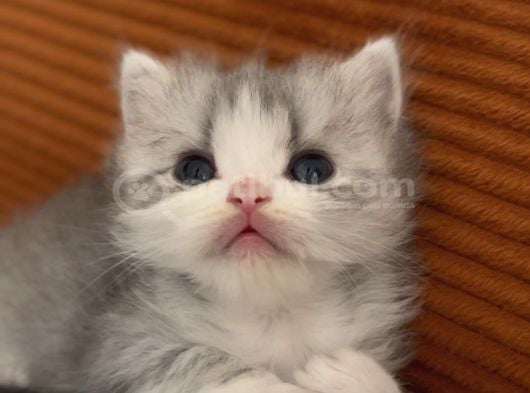 British Longhair Kedi Yavruları görsel