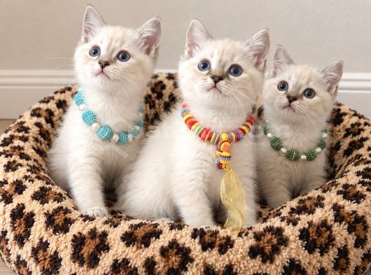 Birbirinden Tatlı British Shorthair Point Yavrular