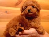 Show Kalite Kore Teacup Poodle Bebeklerimiz