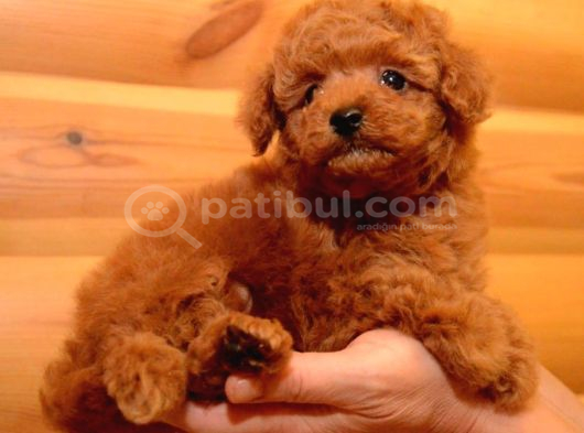 Show Kalite Kore Teacup Poodle Bebeklerimiz görsel