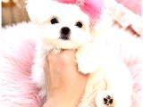 Pamuk Gibi Maltese Terrier Bebeklerimiz